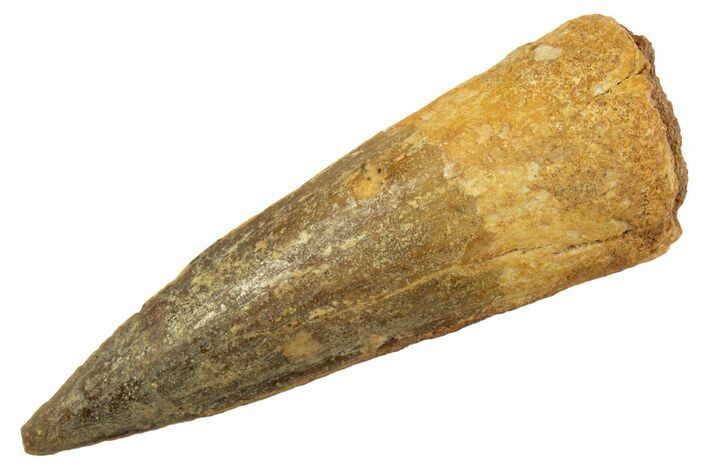 Fossil Spinosaurus Tooth - Real Dinosaur Tooth #344523